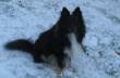 Loebas in de sneeuw.  &raquo; Klik om in te zoomen ->