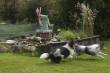 Tikkertje...  &raquo; Klik om in te zoomen ->