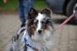 DAISY  &raquo; Klik om in te zoomen ->