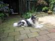 Robbin, lekker lui...  &raquo; Klik om in te zoomen ->