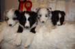 ....4 pups, geboren in Noorwegen!  &raquo; Klik om in te zoomen ->