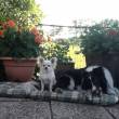 Fiero en Rudolf  &raquo; Klik om in te zoomen ->