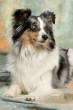 Dunya met haar mooie blauwe ogen...  &raquo; Klik om in te zoomen ->