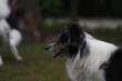 Het mooie hoofdje van Flame  &raquo; Klik om in te zoomen ->
